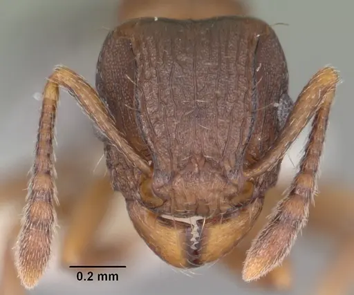 Tetramorium humbloti specimen CASENT0102391 image casent0102391_2
