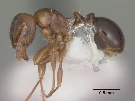 Tetramorium humbloti specimen CASENT0102391 image casent0102391_3
