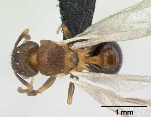 Tetramorium humbloti specimen CASENT0132784 image casent0132784_1