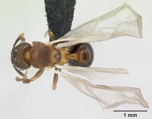 Tetramorium humbloti specimen CASENT0132784 image casent0132784_2