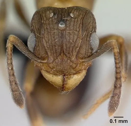 Tetramorium humbloti specimen CASENT0132784 image casent0132784_3