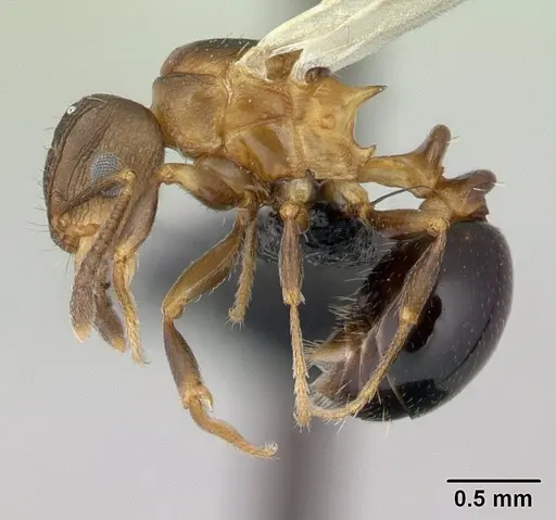 Tetramorium humbloti specimen CASENT0132784 image casent0132784_4