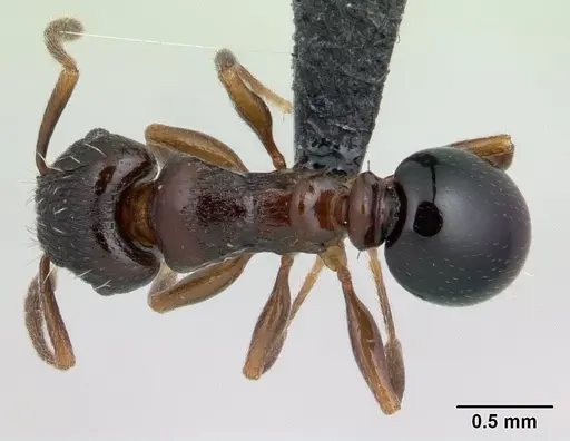 Tetramorium humbloti specimen CASENT0134851 image casent0134851_1