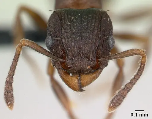 Tetramorium humbloti specimen CASENT0134851 image casent0134851_2