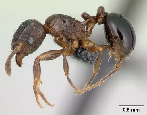 Tetramorium humbloti specimen CASENT0134851 image casent0134851_3