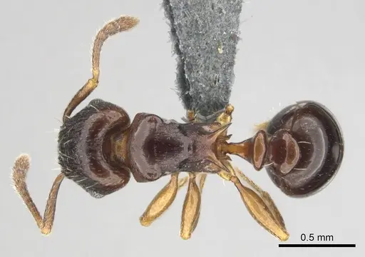 Tetramorium humbloti specimen CASENT0250260 image casent0250260_1