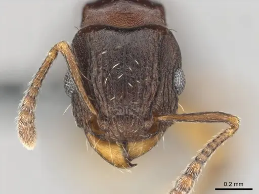 Tetramorium humbloti specimen CASENT0250260 image casent0250260_2