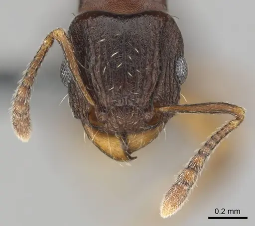 Tetramorium humbloti specimen CASENT0250260 image casent0250260_3