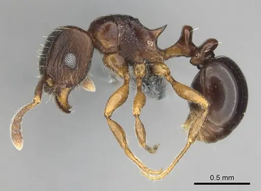 Tetramorium humbloti specimen CASENT0250260 image casent0250260_4