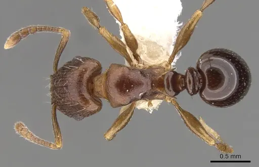 Tetramorium humbloti specimen CASENT0900677 image casent0900677_1