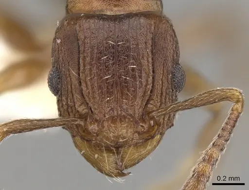 Tetramorium humbloti specimen CASENT0900677 image casent0900677_2
