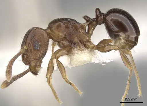 Tetramorium humbloti specimen CASENT0900677 image casent0900677_3