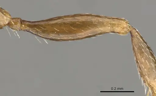 Tetramorium humbloti specimen CASENT0900677 image casent0900677_4