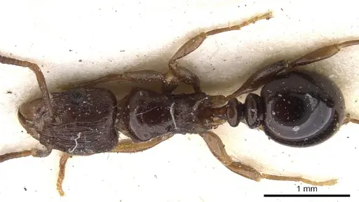 Tetramorium humbloti specimen CASENT0901157 image casent0901157_1