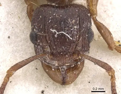 Tetramorium humbloti specimen CASENT0901157 image casent0901157_2