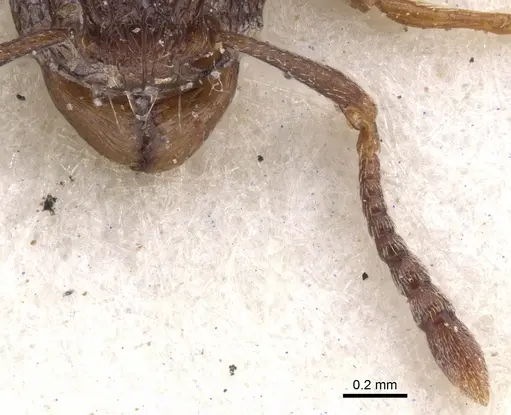 Tetramorium humbloti specimen CASENT0901157 image casent0901157_3