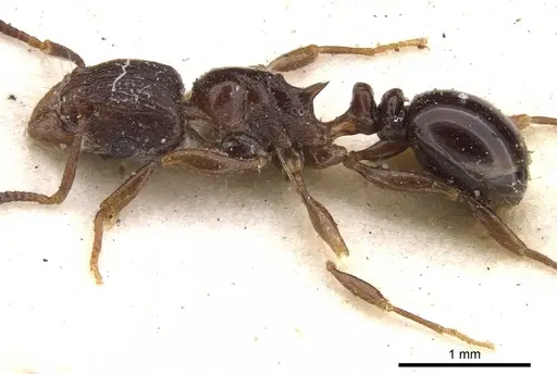 Tetramorium humbloti specimen CASENT0901157 image casent0901157_4