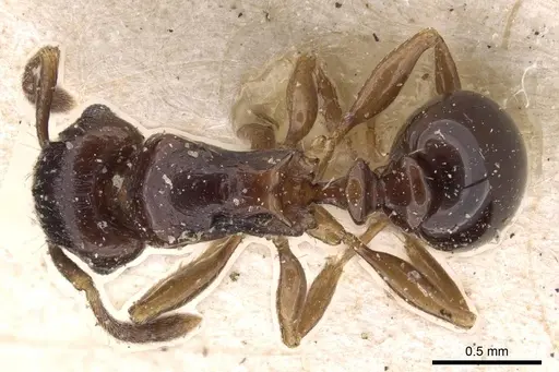 Tetramorium humbloti specimen CASENT0909182 image casent0909182_1