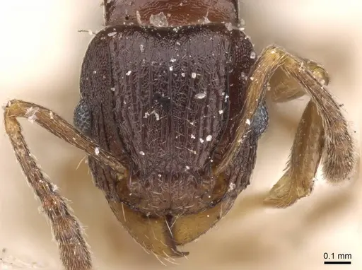 Tetramorium humbloti specimen CASENT0909182 image casent0909182_2