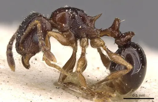 Tetramorium humbloti specimen CASENT0909182 image casent0909182_3