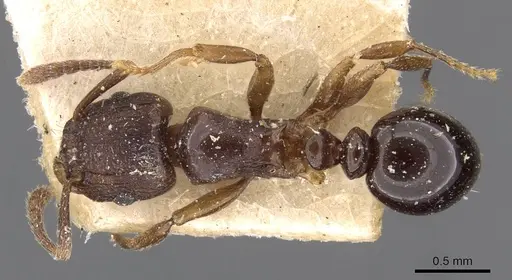 Tetramorium humbloti specimen CASENT0909183 image casent0909183_1
