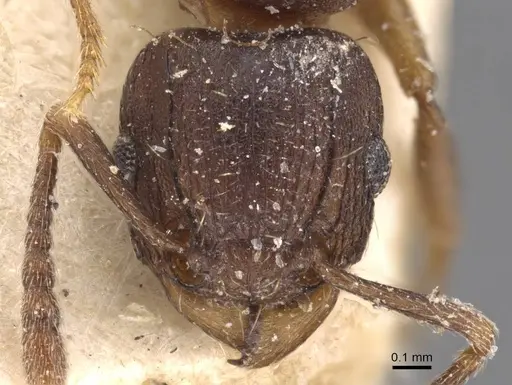 Tetramorium humbloti specimen CASENT0909183 image casent0909183_2