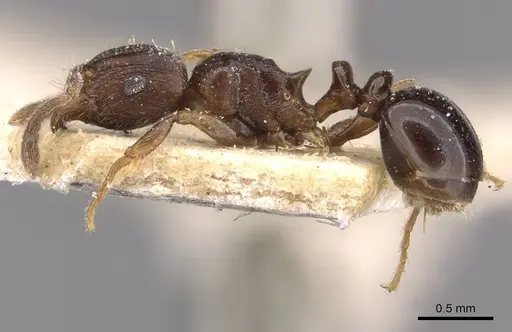 Tetramorium humbloti specimen CASENT0909183 image casent0909183_3