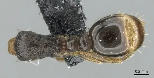 Tetramorium hungaricum specimen CASENT0906116 image casent0906116_1