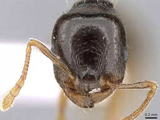 Tetramorium hungaricum specimen CASENT0906116 image casent0906116_2