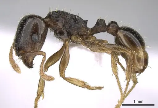 Tetramorium hungaricum specimen CASENT0906116 image casent0906116_3