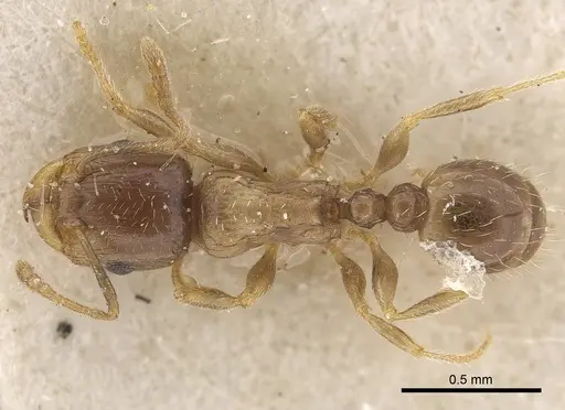 Tetramorium hungaricum specimen CASENT0919634 image casent0919634_1