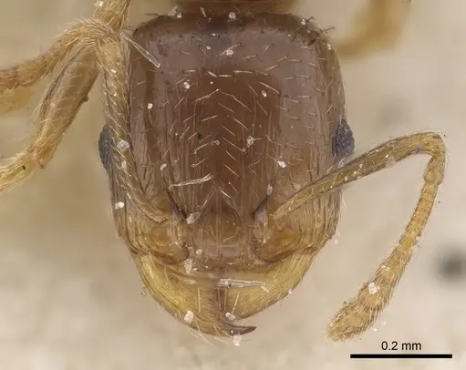 Tetramorium hungaricum specimen CASENT0919634 image casent0919634_2