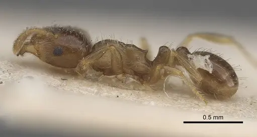 Tetramorium hungaricum specimen CASENT0919634 image casent0919634_3