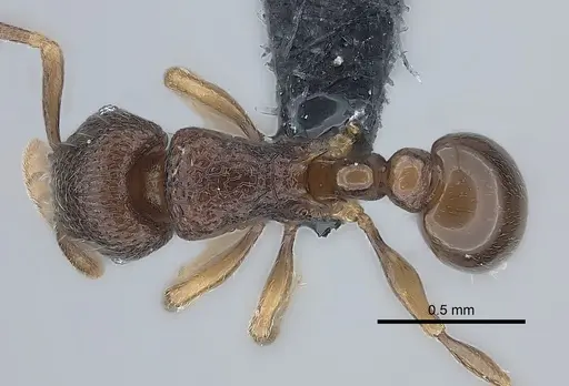 Tetramorium ibycterum specimen CASENT0039350 image casent0039350_1