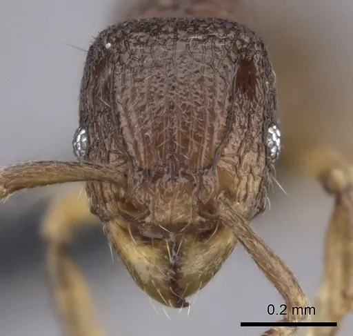 Tetramorium ibycterum specimen CASENT0039350 image casent0039350_2