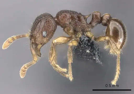 Tetramorium ibycterum specimen CASENT0039350 image casent0039350_3