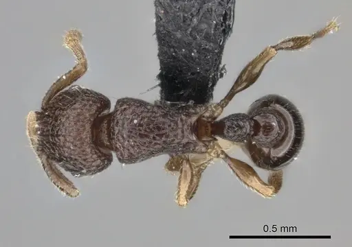 Tetramorium ibycterum specimen CASENT0056460 image casent0056460_1