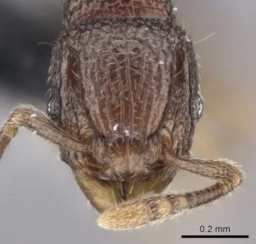 Tetramorium ibycterum specimen CASENT0056460 image casent0056460_2