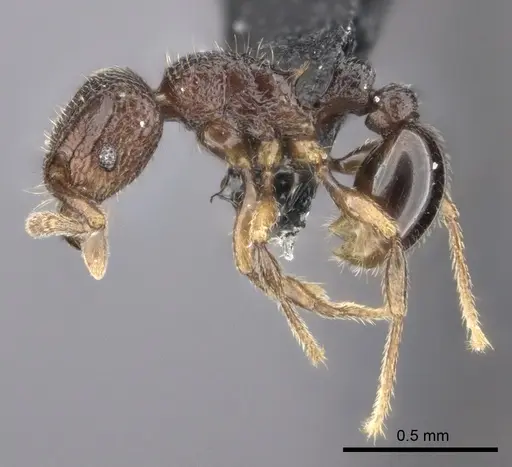 Tetramorium ibycterum specimen CASENT0056460 image casent0056460_3