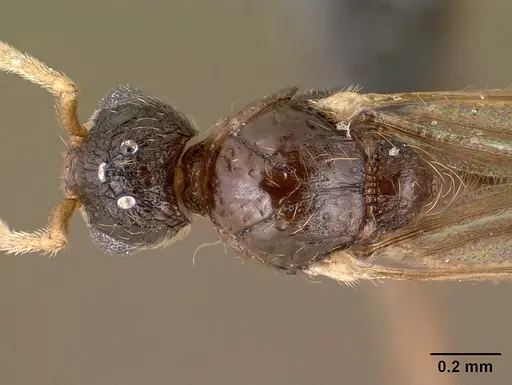 Tetramorium ibycterum specimen CASENT0138546 image casent0138546_1