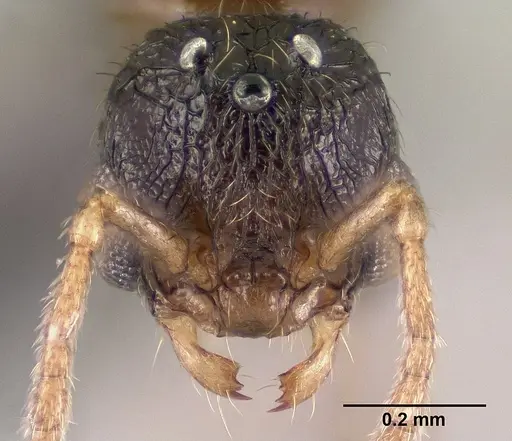 Tetramorium ibycterum specimen CASENT0138546 image casent0138546_2