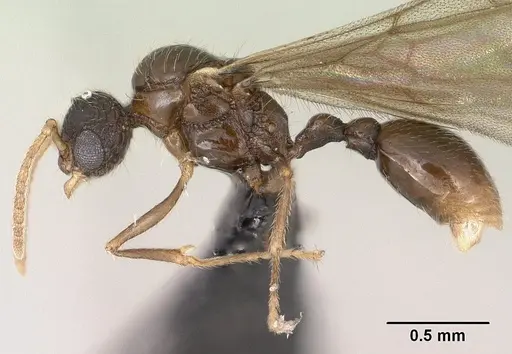 Tetramorium ibycterum specimen CASENT0138546 image casent0138546_3