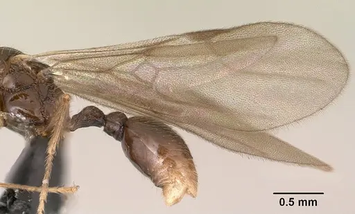 Tetramorium ibycterum specimen CASENT0138546 image casent0138546_4
