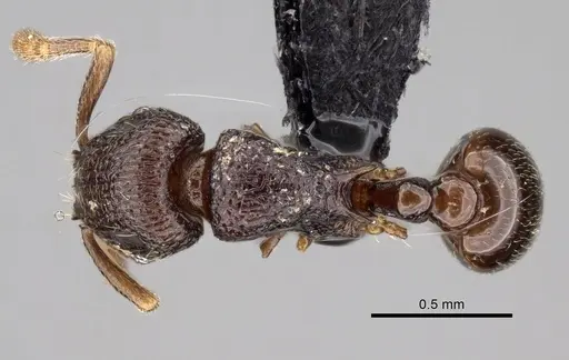 Tetramorium ibycterum specimen CASENT0163889 image casent0163889_1