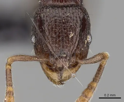 Tetramorium ibycterum specimen CASENT0163889 image casent0163889_2