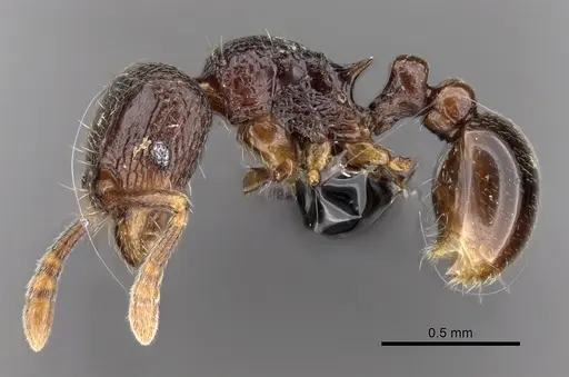 Tetramorium ibycterum specimen CASENT0163889 image casent0163889_3