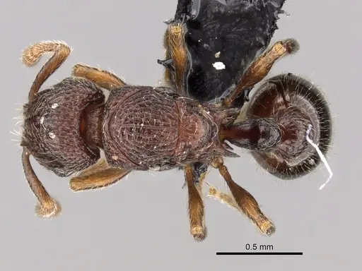 Tetramorium ibycterum specimen CASENT0163920 image casent0163920_1