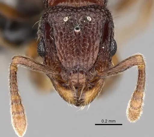 Tetramorium ibycterum specimen CASENT0163920 image casent0163920_2