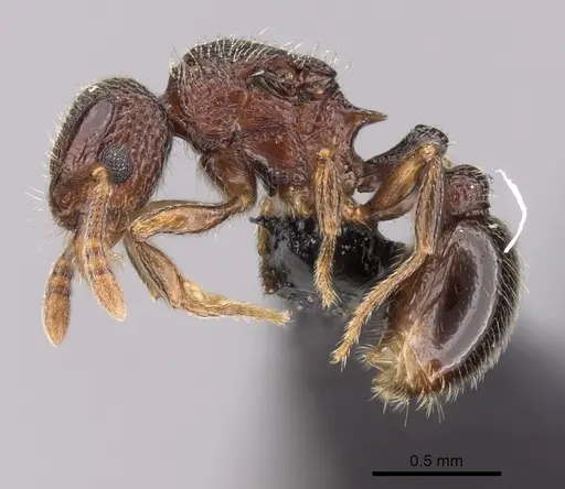Tetramorium ibycterum specimen CASENT0163920 image casent0163920_3