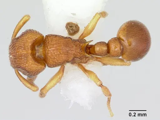 Tetramorium ibycterum specimen CASENT0172830 image casent0172830_1